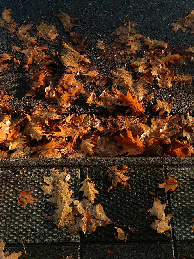Autumn leaves Autumn leaves